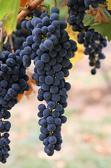 Bild einer Weinrebe