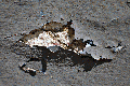 Vorschaubild der Version vom 18:06, 29. Jan. 2015